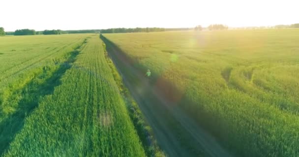 Vista aérea sobre o menino, que monta uma bicicleta através de um campo de grama de trigo na antiga estrada rural. Luz solar e vigas. — Vídeo de Stock