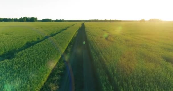 Flygfoto på ung pojke, som rider en cykel genom ett vete gräs fält på den gamla landsvägen. Solljus och strålar. — Stockvideo