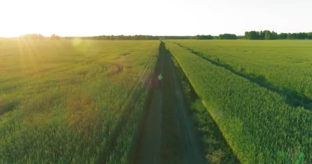 Vue aérienne sur le jeune garçon, qui monte à vélo à travers un champ d'herbe de blé sur la vieille route rurale. Lumière du soleil et rayons. — Video