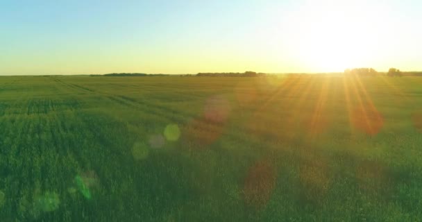 Vol à basse altitude au-dessus d'un champ d'été rural avec un paysage jaune infini en soirée ensoleillée d'été. Rayons solaires à l'horizon.