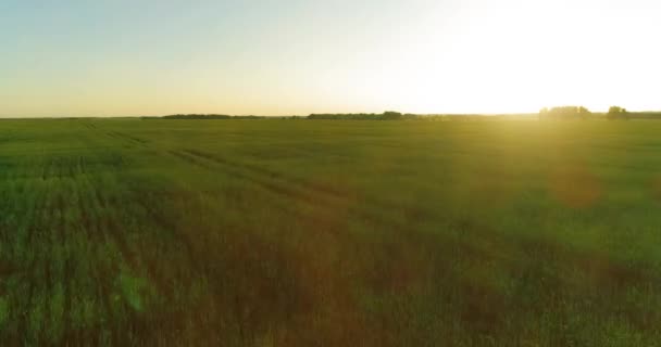 Tiefflug über ländlichem Sommerfeld mit endlos gelber Landschaft am sonnigen Sommerabend. Sonnenstrahlen am Horizont. — Stockvideo