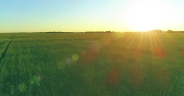 Vol à basse altitude au-dessus d'un champ d'été rural avec un paysage jaune infini en soirée ensoleillée d'été. Rayons solaires à l'horizon.