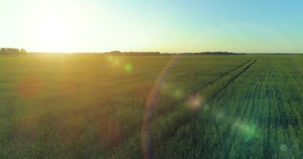 Low altitude flight above rural summer field with endless yellow landscape at summer sunny evening. Sun rays on horizon. — Stock Video