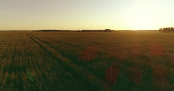 Voo de baixa altitude acima do campo de verão rural com infinita paisagem amarela na noite ensolarada de verão. Raios solares no horizonte. — Vídeo de Stock