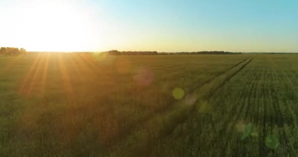Vol à basse altitude au-dessus d'un champ d'été rural avec un paysage jaune infini en soirée ensoleillée d'été. Rayons solaires à l'horizon.