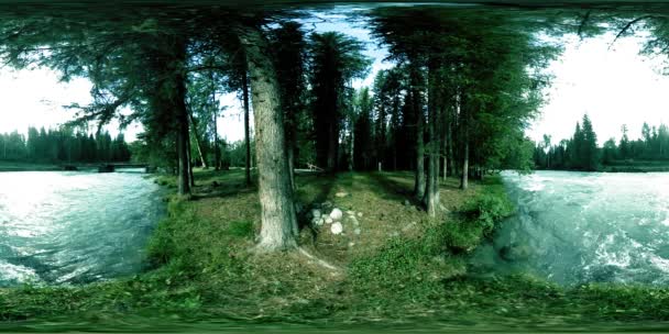 360 VR wirtualna rzeczywistość dzikiego lasu. Las sosnowy, mała, szybka, zimna górska rzeka. Park Narodowy. — Wideo stockowe
