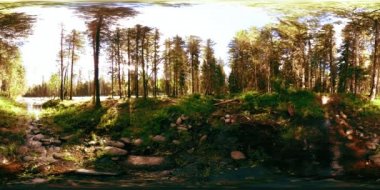 Vahşi bir ormanın 360 VR sanal gerçekliği. Çam ormanı, küçük, hızlı, soğuk dağ nehri. Ulusal park.