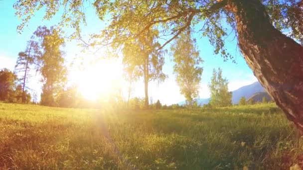 Slunečná venkovská louka na horské krajině se zelenou trávou, stromy a slunečními paprsky. Diagonální pohyb na motorové jezdec dolly. — Stock video