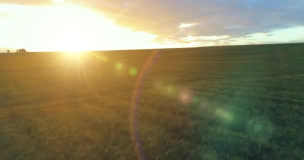 Vol au-dessus du paysage rural d'été avec champ jaune sans fin à la soirée ensoleillée d'été. Terres agricoles à l'aube de l'automne — Video