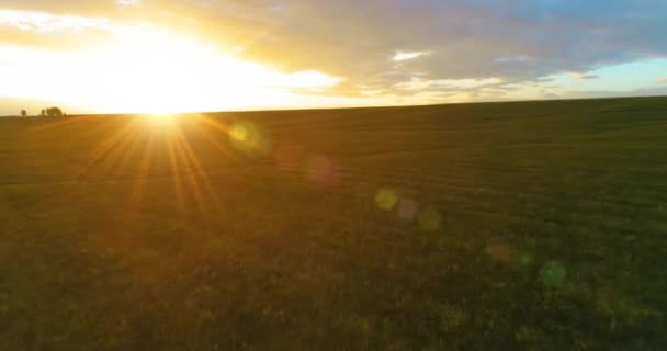 Vuelo sobre el paisaje rural de verano con un campo amarillo infinito en la soleada noche de verano. Campos agrícolas al amanecer de otoño — Vídeo de stock