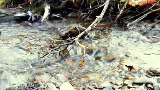 Dolly deslizante tiro da água espirrando em um rio de montanha perto da floresta. Rochas molhadas e raios solares. Movimento horizontal estável. — Vídeo de Stock