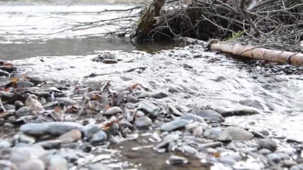 Dolly deslizante tiro da água espirrando em um rio de montanha perto da floresta. Rochas molhadas e raios solares. Movimento horizontal estável. Cores planas brutas. — Vídeo de Stock