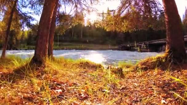 Prairie au bord de la rivière de montagne. Paysage avec herbe verte, pins et rayons du soleil. Mouvement sur poupée coulissante motorisée.