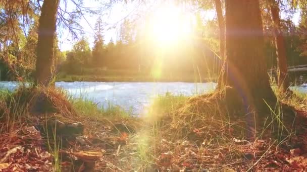 Meadow a hegyi folyóparton. Tájkép zöld fűvel, fenyőfákkal és napsugarakkal. Motoros tolókocsi mozgása. — Stock videók