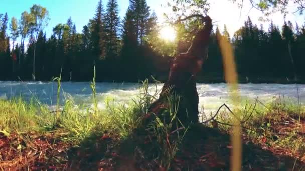 Prato sulla riva del fiume di montagna. Paesaggio con erba verde, pini e raggi del sole. Movimento su carrello scorrevole motorizzato. — Video Stock