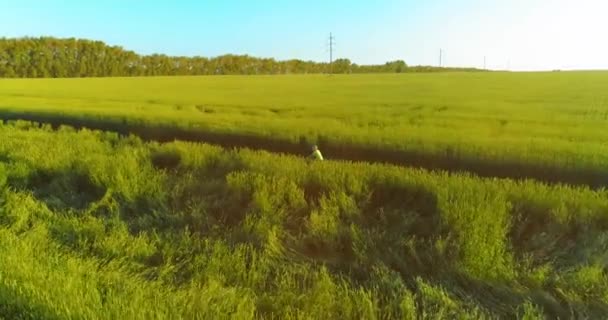 Vista aérea sobre o menino, que monta uma bicicleta através de um campo de grama de trigo na antiga estrada rural. Luz solar e vigas. — Vídeo de Stock