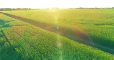 Kırsal yoldaki bir çim tarlasında bisiklet süren genç bir çocuğun hava manzarası. Güneş ışığı ve ışınlar.