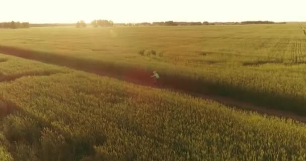 Légi felvétel fiatal fiúról, aki biciklizik egy búzafüves mezőn a régi vidéki úton. Napfény és gerendák. — Stock videók