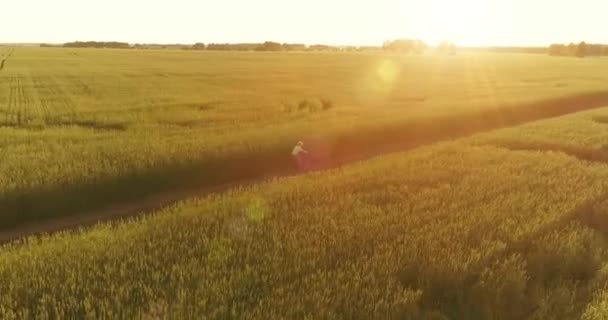 Vista aérea sobre o menino, que monta uma bicicleta através de um campo de grama de trigo na antiga estrada rural. Luz solar e vigas. — Vídeo de Stock