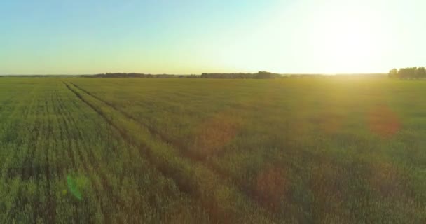 夏天阳光明媚的夜晚,低空飞行在乡村的夏季田野上空,有着无尽的黄色风景.地平线上的太阳光. — 图库视频影像