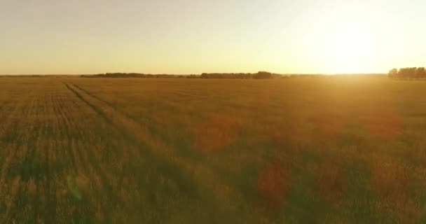 Voo de baixa altitude acima do campo de verão rural com infinita paisagem amarela na noite ensolarada de verão. Raios solares no horizonte. — Vídeo de Stock