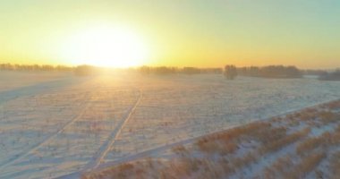 Arktik çayırlı soğuk kış manzarası, karla kaplı ağaçlar ve ufukta sabah güneşleri..