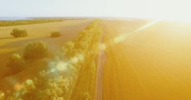 UHD 4k havadan görünümü. Yeşil ve sarı buğday kırsal alanın üzerine uçuş düşük ve satır ağacı