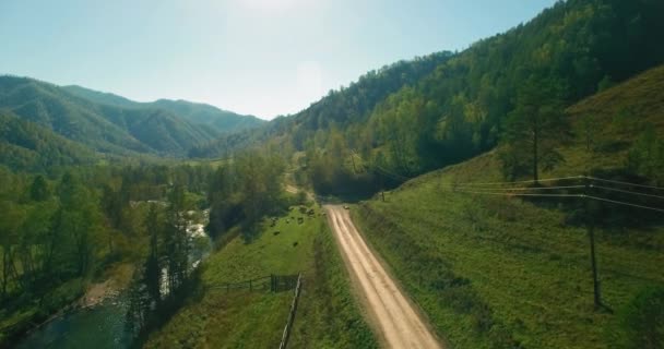 Vol en vol au-dessus d'une rivière de montagne fraîche et d'un pré au matin ensoleillé d'été. Chemin de terre rural en dessous. Vaches et voiture . — Video