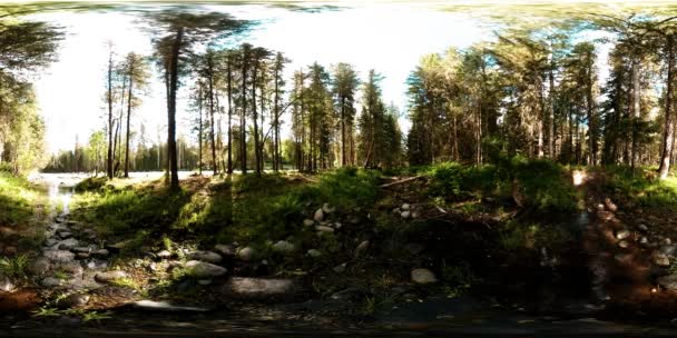 360 VR virtuell verklighet av en vild skog. Tallskog, liten snabb, kall fjällälv. National park. — Stockvideo