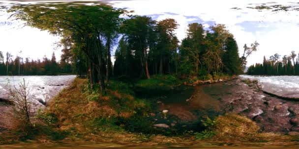 360 VR virtual reality of a wild forest. Pine forest, small fast, cold mountain river. National park. — Stock Video