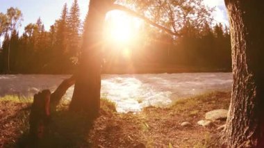 Dağ nehri kıyısındaki çayır. Yeşil çimlerle, çam ağaçlarıyla ve güneş ışınlarıyla kaplı bir manzara. Motorlu kaydırma kulesinde hareket.