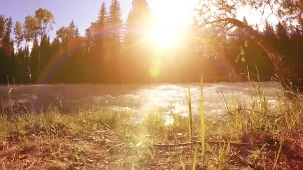 Prado na margem do rio da montanha. Paisagem com grama verde, pinheiros e raios de sol. Movimento em boneca deslizante motorizada. — Vídeo de Stock