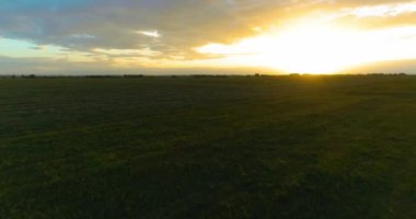 Güneşli yaz akşamında sonsuz sarı tarlaları olan kırsal kesimin üzerinde bir uçuş. Sonbahar gündoğumunda tarım arazisi