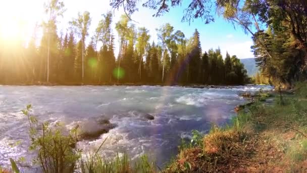 Äng vid bergsflodens strand. Landskap med grönt gräs, tallar och solstrålar. Rörelse på motordriven sliderdocka. — Stockvideo