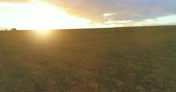 Volo sopra paesaggio rurale estivo con campo giallo infinito alla soleggiata sera d'estate. Terreni agricoli all'alba dell'autunno — Video Stock