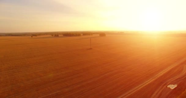 UHD 4K aerial view. Mid-air flight over yellow wheat rural field — Stock Video