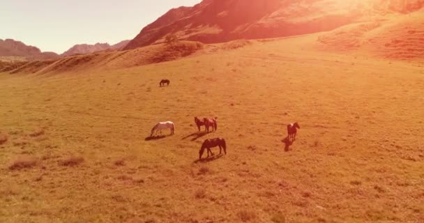 牧草地で野生の馬の群れの上の飛行。春の山野生の自然。自由生態学の概念. — ストック動画