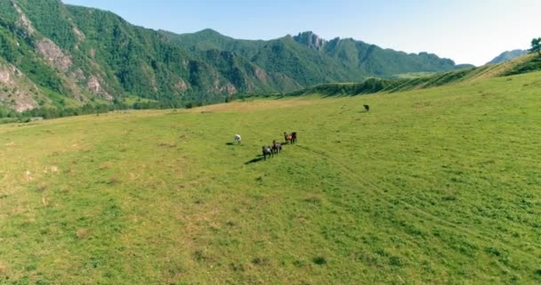 Vlucht over wilde paarden kudde op weide. Lente bergen wilde natuur. Vrijheid ecologisch concept. — Stockvideo