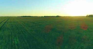 Yaz mevsiminde, sonsuz sarı manzaralı kırsal arazinin üzerinde alçak irtifa uçuşu. Ufuktaki güneş ışınları.