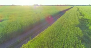 Kırsal yoldaki bir çim tarlasında bisiklet süren genç bir çocuğun hava manzarası. Güneş ışığı ve ışınlar.