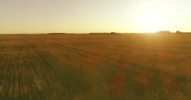 Yaz mevsiminde, sonsuz sarı manzaralı kırsal arazinin üzerinde alçak irtifa uçuşu. Ufuktaki güneş ışınları.