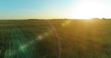Yaz mevsiminde, sonsuz sarı manzaralı kırsal arazinin üzerinde alçak irtifa uçuşu. Ufuktaki güneş ışınları.