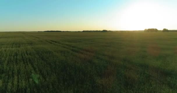 Low altitude flight above rural summer field with endless yellow landscape at summer sunny evening. Sun rays on horizon. — Stock Video