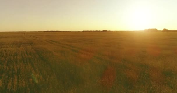 Low altitude flight above rural summer field with endless yellow landscape at summer sunny evening. Sun rays on horizon. — Stock Video