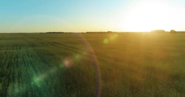 Vol à basse altitude au-dessus d'un champ d'été rural avec un paysage jaune infini en soirée ensoleillée d'été. Rayons solaires à l'horizon.