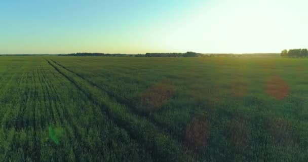 Voo de baixa altitude acima do campo de verão rural com infinita paisagem amarela na noite ensolarada de verão. Raios solares no horizonte. — Vídeo de Stock