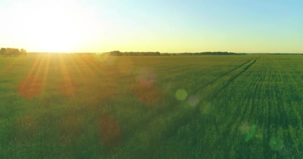 Vol à basse altitude au-dessus d'un champ d'été rural avec un paysage jaune infini en soirée ensoleillée d'été. Rayons solaires à l'horizon.
