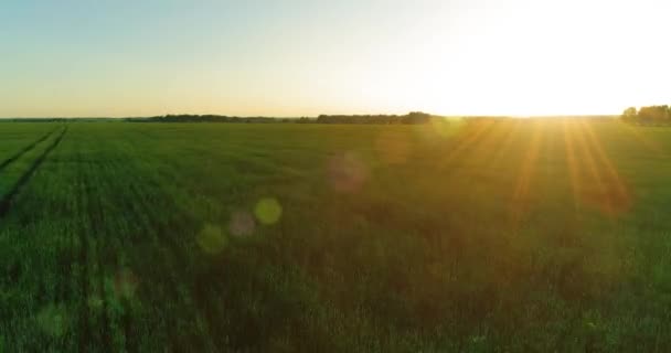 Vol à basse altitude au-dessus d'un champ d'été rural avec un paysage jaune infini en soirée ensoleillée d'été. Rayons solaires à l'horizon.