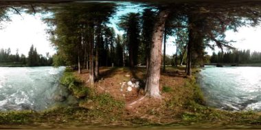 Vahşi bir ormanın 360 VR sanal gerçekliği. Çam ormanı, küçük, hızlı, soğuk dağ nehri. Ulusal park.