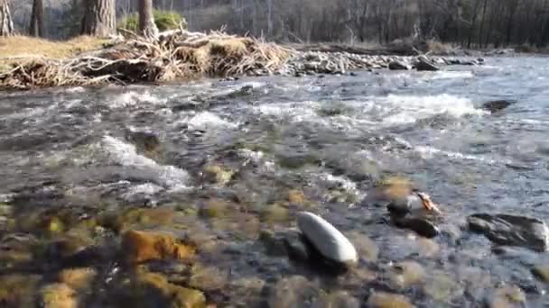 Ползунок Долли с брызгами воды в горной реке возле леса. Влажные камни и солнечные лучи. Горизонтальное устойчивое движение. Сырые плоские цвета. — стоковое видео